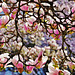 Im Kaisergarten blühen die Magnolien -  The magnolias bloom again