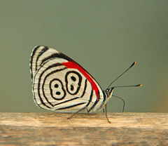 An "88" butterfly from Brazil