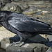 Crow with Breakfast on North Harris Beach  (+5 insets)