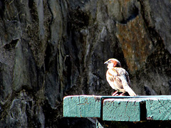 Male Sparrow on Bench