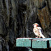Male Sparrow on Bench