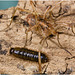 IMG 0367 Harvestman Beetle