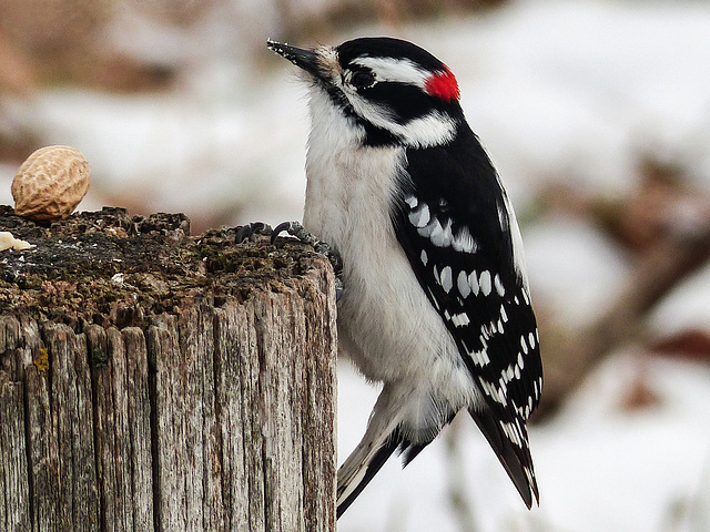 Downy Woodpecker