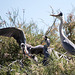 20150518 7939VRTw [R~F] Graureiher (Ardea cinerea), Parc Ornithologique, Camargue