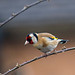 Goldfinch (1)