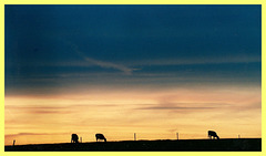 Cow Sunset