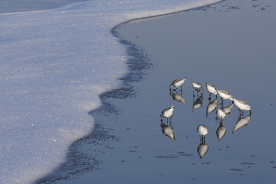 Sanderlings Sanderlings