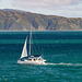 Neuseeland - Wellington Harbour