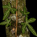 Nepalese Ivy Crawling Up a Tree—Inspired By Keith Burton!
