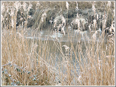 l'étang et les roseaux en hiver