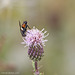 Tachinid Fly on Knapweed