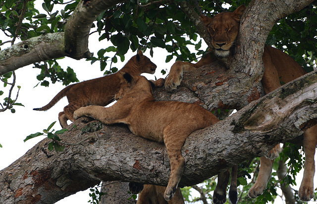 Uganda, Lions Climbing Trees
