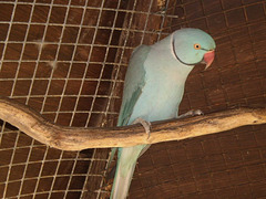 Blue ring-neck parrot (Psittacula krameri).