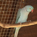 Blue ring-neck parrot (Psittacula krameri).