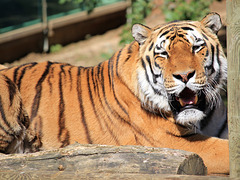 Tigre de Sibérie (Parc zoologique de Peaugres, Ardèche)