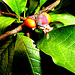 Magnolia vruchten