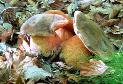 Boletus erythropus (toxique à l'état cru)