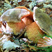 Boletus erythropus (toxique à l'état cru)