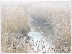 Roseaux et étang en hiver