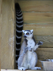 Lemur catta (Parc zoologique de Peaugres, Ardèche)
