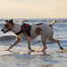 Jack Russell Terrier Rico DSC08854