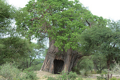 Tarangire, The Baobab with a Hollow