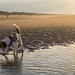 Jack Russell Terrier Clifford DSC08853