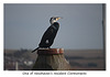 One of Newhaven's Cormorants - 26.2.2016
