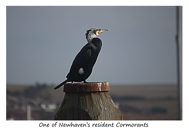 One of Newhaven's Cormorants - 26.2.2016