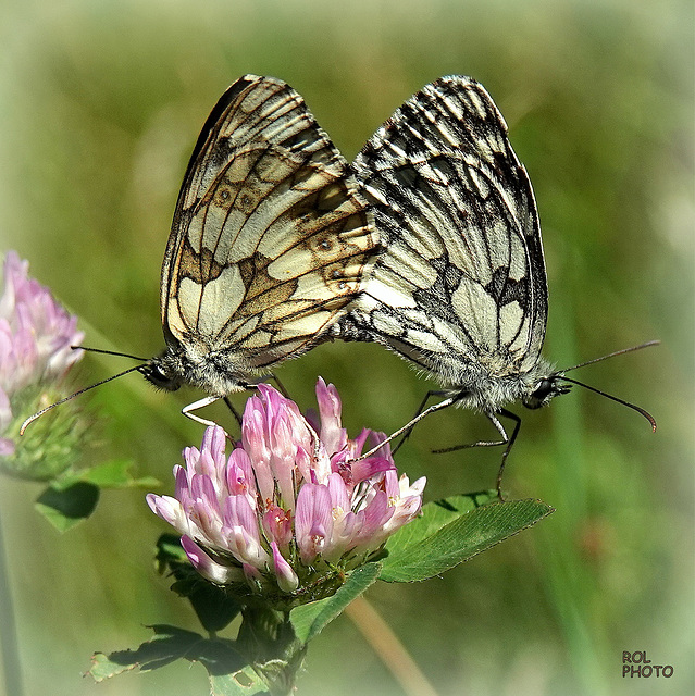 Melanargia galathea