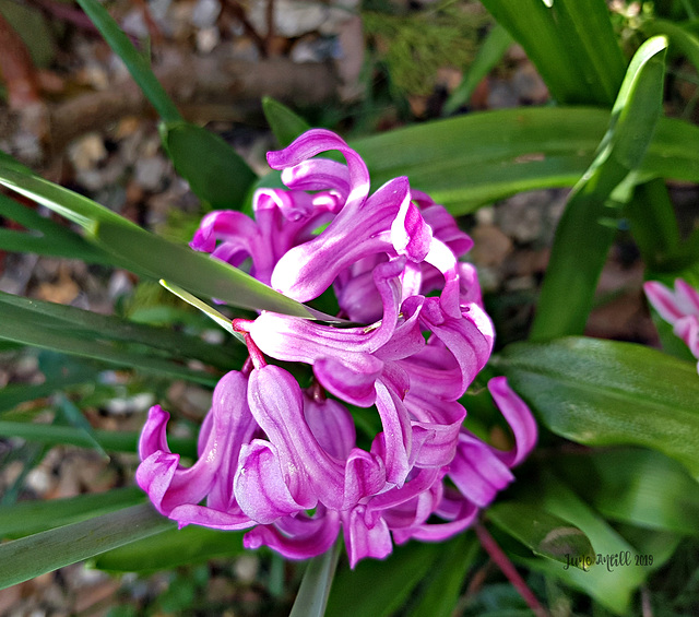 Dwarf hyacinth 3
