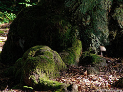 Ein Weiblein steht im Walde Halloh, Albertshausen 2005