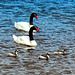 Ruta 41 - black necked swans