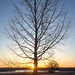 a sunrise on branches