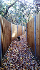 Public footpath and autumn leaves