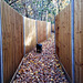 Public footpath and autumn leaves