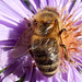 015  Fleißige Honigbiene (Apsis mellifera) Arbeiterin
