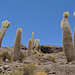 Bolivia, Cactuses of Isla del Pescado (Fish Island)