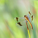 Banded Darter ~ Bandheidelibel (Sympetrum pedemontanum), ♀...