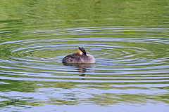 Great Crested Grebe   /   Aug 2020
