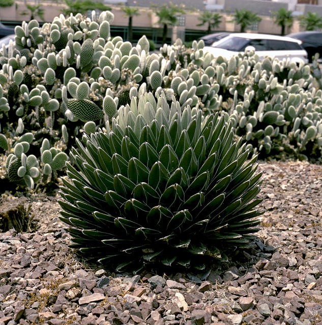 Daily Cactus Photo