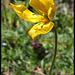 Tulipa sylvestris  (2)