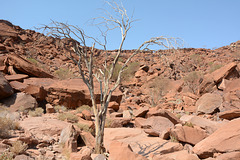 Namibia, Dried up Tree at the Twyfelfontein Rock Carvings Valley