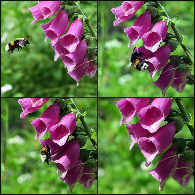 a bumblebee and the foxgloves