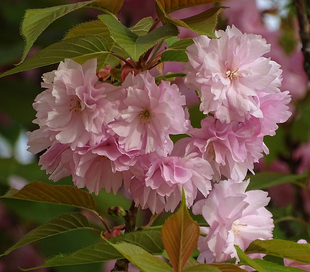 ...Cerisier du Japon,type"Kanzan"...