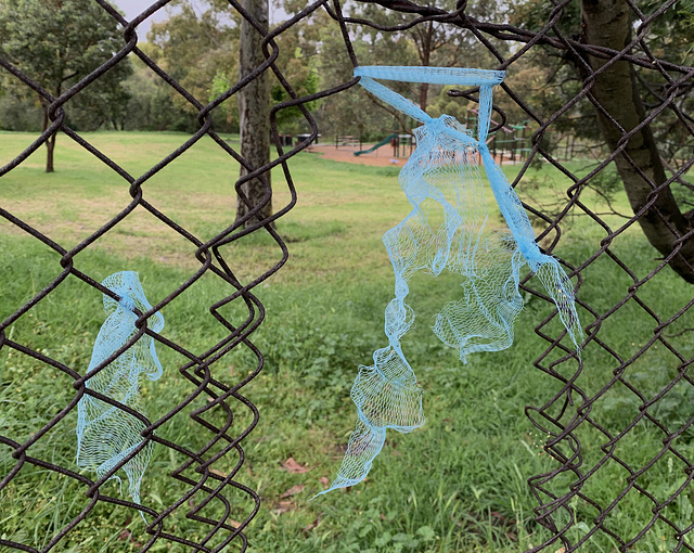 Frühling lässt sein blaues Band – Melbourne northern suburbs version