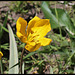 Tulipa sylvestris (2)