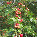 summer hawthorn berries