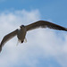 Gull flight 1