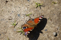 Ein Schmetterling und sein Schatten